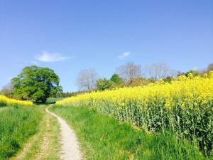 field-of-rapeseeds-331571_1920