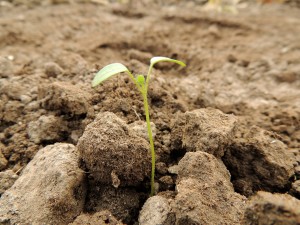 planta semente brotando