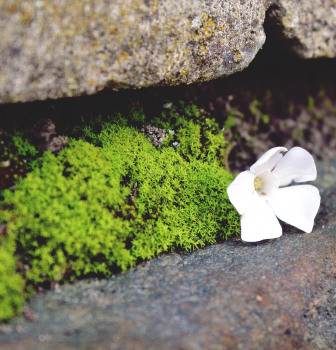 Floresça onde você está plantado